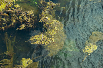 Green algae and lichen on the lake. Water pollution. © mustafaoncul