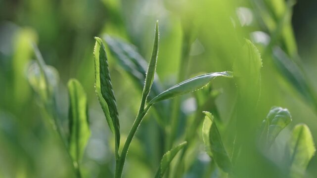 茶畑