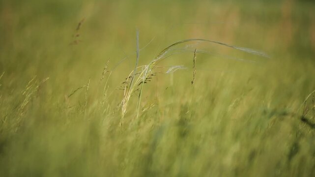 The foothills of the Southern Urals in early summer: the wind stirs the grass in the steppe.