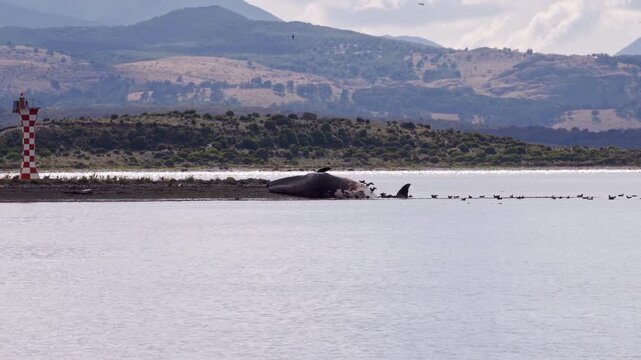Dead Whale Stranded In Shallow Water Near Coastline