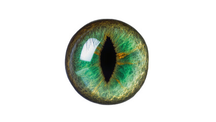 Detailed green reptilian eye with vertical pupil, isolated on transparent background © Alexander