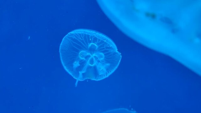 Dubai aquarium in an Hotel. Jellyfishes swimming around in a blue water container.