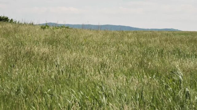The foothills of the Southern Urals in early summer: the wind stirs the grass in the steppe.