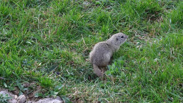 European ground squirrel (Spermophilus citellus) standing alert on green grass, nervously scanning its surroundings before quickly darting away in a natural outdoor habitat