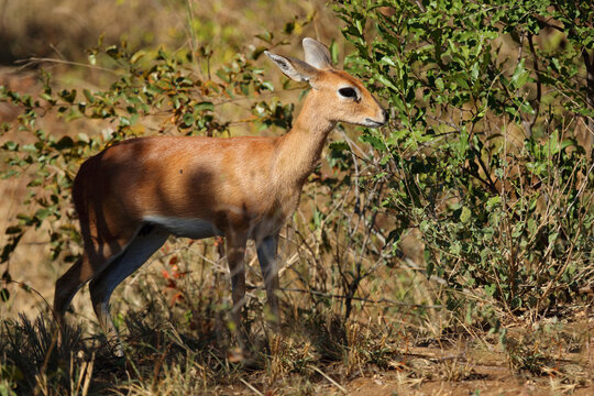 Afrikanischer Steinbock / Steenbok / Raphicerus campestris
