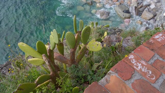 Succulent  plant growing along the coastline  in the coastal village of Monterosso al Mare in Cinque Terre National Park