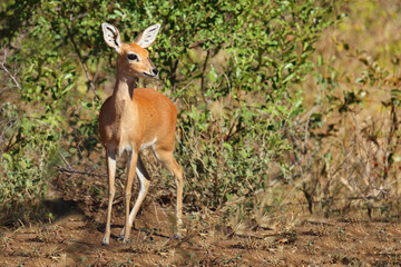 Obraz premium Afrikanischer Steinbock / Steenbok / Raphicerus campestris