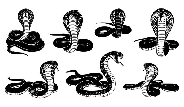 Cobra snake silhouettes vector set 7 poses black wildlife illustration