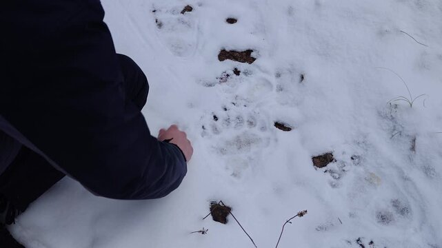 Close up of a man hand measuring fresh bear footprints in snow