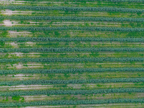 Aerial view of lush green agricultural rows and cultivated fields with parallel lines in the countryside of Castelfranco Piandisco, Tuscany, Italy.