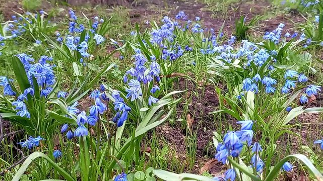 Cluster of blue scilla flowers blooms among green grass, spring renewal scene, natural beauty, vibrant colors, fresh start.