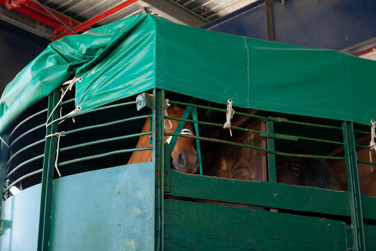 Caballos en transporte dentro de remolque con lona verde