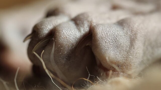 A close-up shot of a dog's paw featuring its sharp claws, suitable for pet-related or animal-themed projects