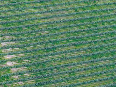 Aerial view of neat rows of green crops in an agricultural field with cultivated soil in Castelfranco Piandisco, Tuscany, Italy.