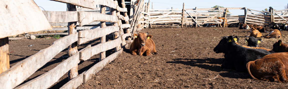 Red pied and black pied cows in outdoor pens with yellow ear tags. Beef and dairy cattle on farm, banner