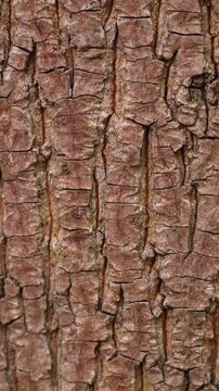 Close‑up view of textured tree bark with gentle horizontal motion