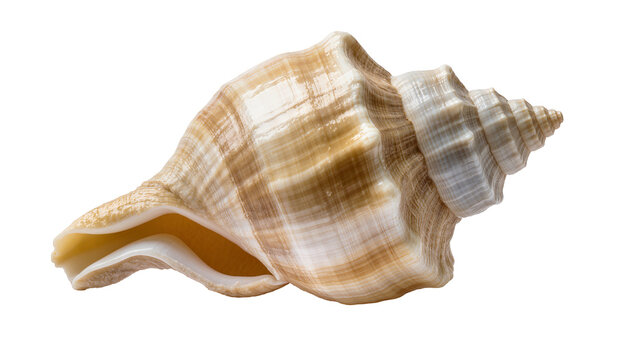 Spiral seashell with brown and white stripes, isolated on transparent background