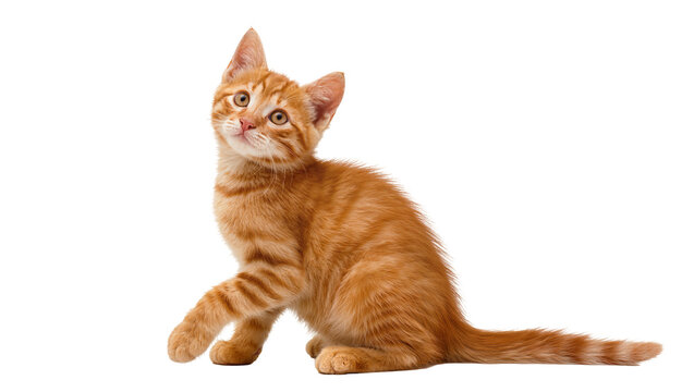 Curious orange tabby kitten with striped fur sitting playfully, isolated on transparent background
