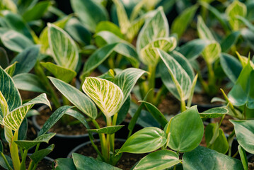 Philodendron birkin plants in cultivation, displaying their distinctive green foliage with striking white pinstripes, presenting a beautiful example of ornamental botany for interior decoration © wifesun