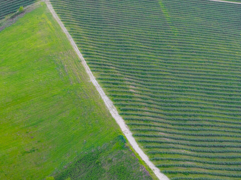 Aerial view of lush green vineyards and agricultural fields divided by a narrow dirt path on a rolling hillside Castelfranco Piandisco, Tuscany, Italy.