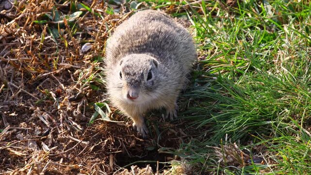 european ground squirrel sitting upright on mixed grass and dry soil with soft light revealing fine fur texture and natural habitat details in a calm open meadow environment