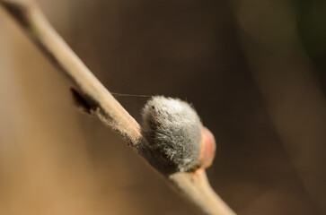 Close up of willow catkin on a branch in early spring © Janica