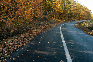 Fototapeta premium Asphalt road winding through the woods surrounded by golden autumn nature scenery
