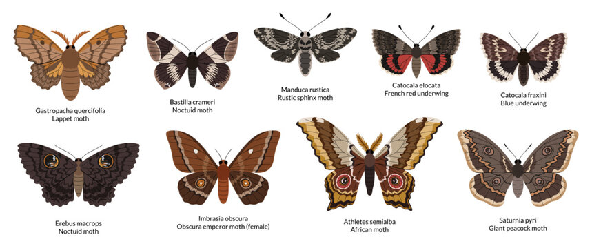 Night moths set. Tropical and European, underwings, hawk moths, and peacock moths with scientific names. Encyclopedic collection of night butterflies. White background.