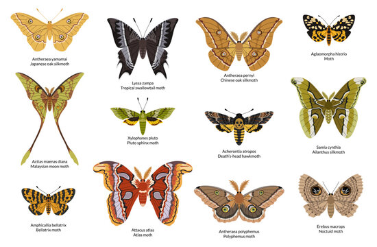 Tropical moths set. Vibrant silkmoths, hawk moths, moths, and butterflies. Encyclopedic collection with Latin names. White background.