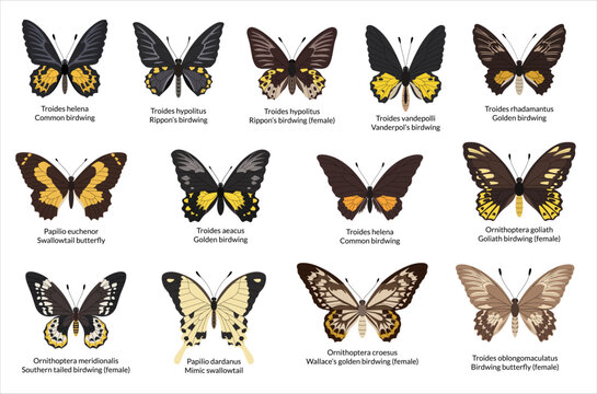 Tropical Butterfly Set. An encyclopedic collection of exotic butterflies with Latin names. Dark jungle and forest butterflies on a white background.
