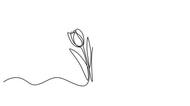 Minimalist line art tulips, continuous drawing flowers, simple botanical illustration, black and white design element video