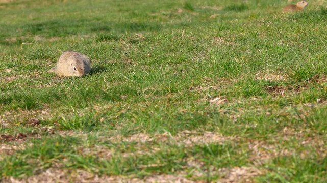 European ground squirrel (Spermophilus citellus) foraging on a meadow, chewing what it finds while other wild squirrels move in the background of the natural grassland habitat