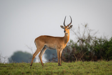 Naklejka premium Portrait of a Ugandan Kob Antelope in the Grassland