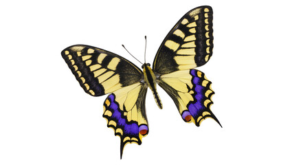 Yellow and black butterfly with blue markings, isolated on transparent background © Alexander