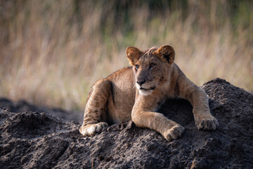 Young Lion Cub Lying Down and Looking Away © Janica