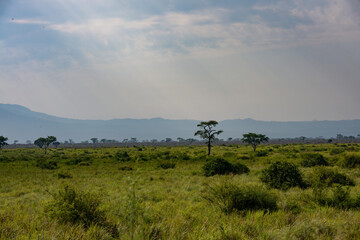 Vast african grassland plains under a cloudy sky at safari park © Janica