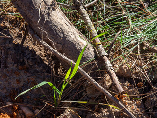 Fototapeta premium Green plant sprout growing resiliently from dry earth. Resilence conept