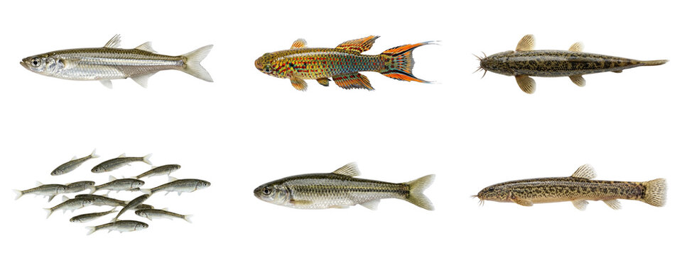 Freshwater river fish and small minnows school isolated on transparent grid for education.