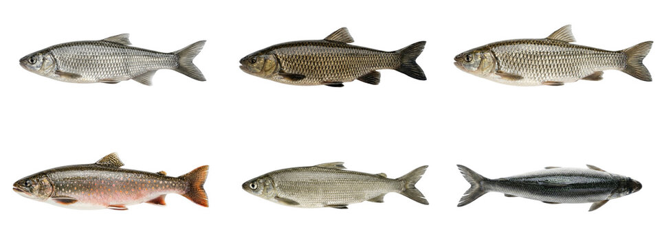 Common sport fish species trout and carp collection on transparent background for fishing.