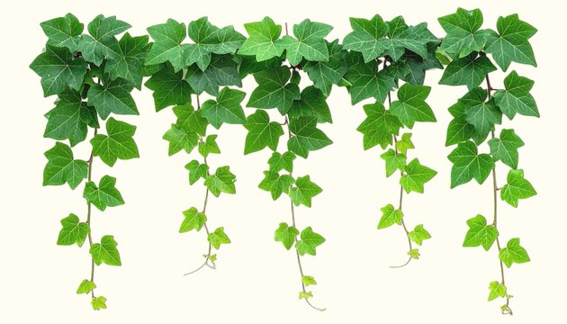 Fresh Green Ivy Vine Isolated on White Background Representing Botanical Growth and Natural Climbing Plant Concept