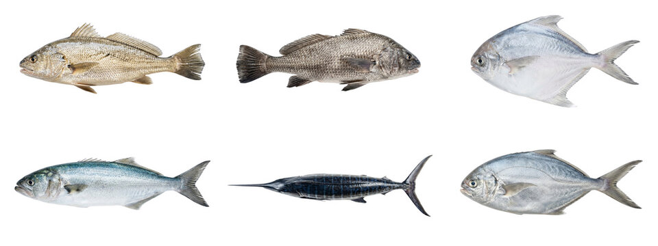 Set of coastal fish varieties featuring croaker and pomfret on transparent png background.
