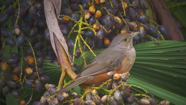 Rufous-bellied Thrush (Turdus rufiventris) Close-Up Eating Acai Palm Fruits in Tropical Rainforest, Argentina