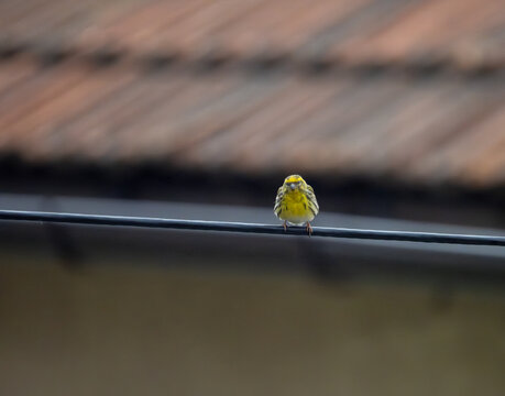 European serin (Serinus serinus) on a wire