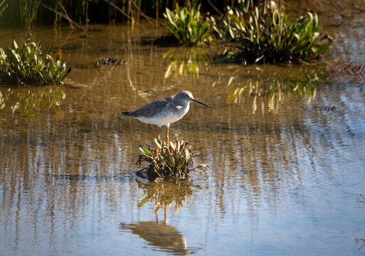 Common redshank - tringa totanus in the shallow water