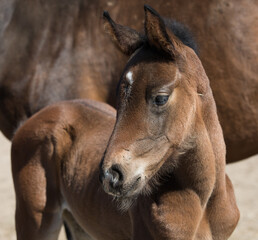 Portret młodej klaczy na brązowym tle © kubikactive