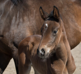 Portret młodej klaczy na brązowym tle © kubikactive