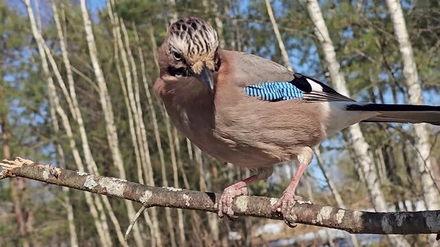 Close-up of an adult Eurasian jay (Garrulus glandarius) sitting on a tree branch