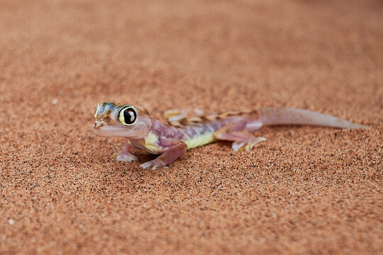 Namib W&uuml;stengecko