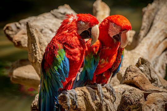 Brilliant colors of the Scarlet Macaw in a wildlife sanctuary near Phoenix Arizona