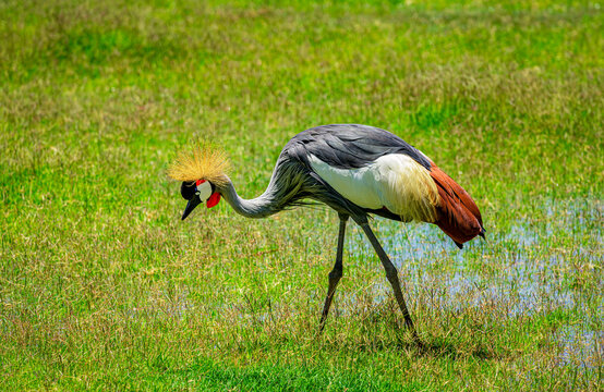An African crowned crane searches for food in a wildlife sanctuary near Phoenix Arizona